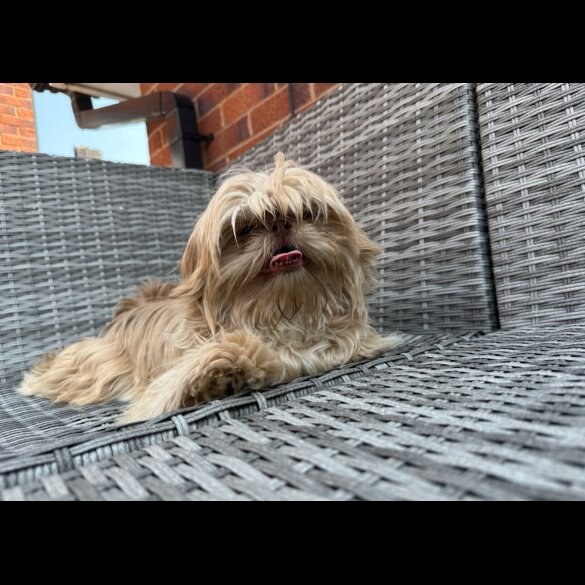 Shih Tzu - Both