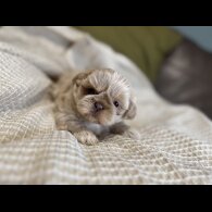 Shih Tzu - Both