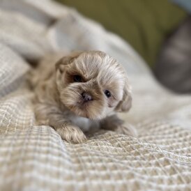 Shih Tzu - Both