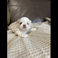 Shih Tzu - Both
