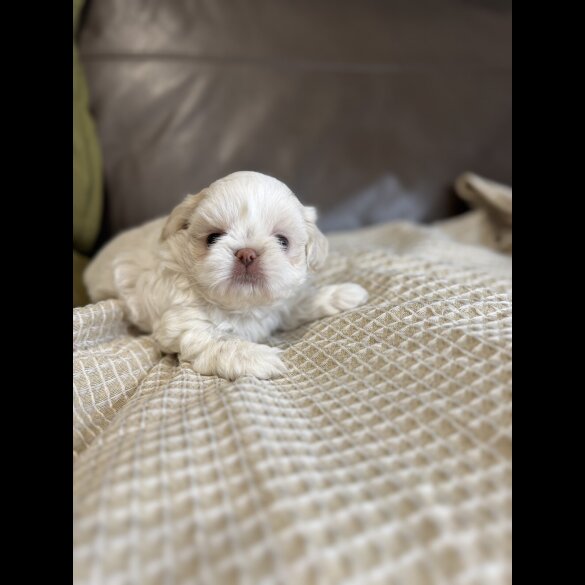 Shih Tzu - Both