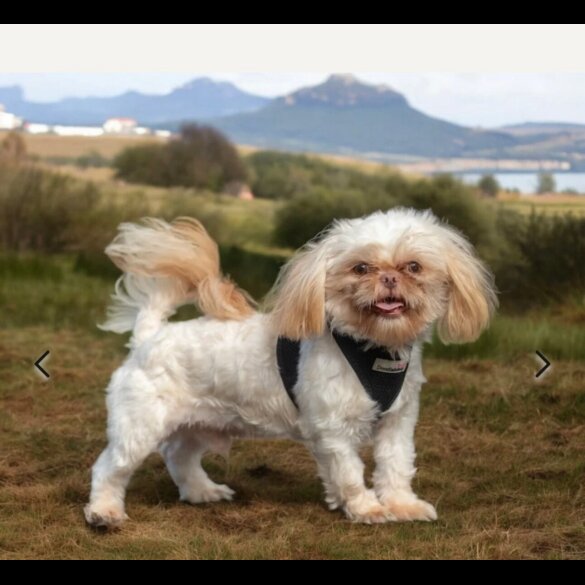Shih Tzu - Both