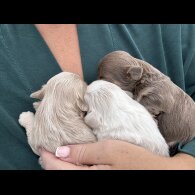 Shih Tzu - Both
