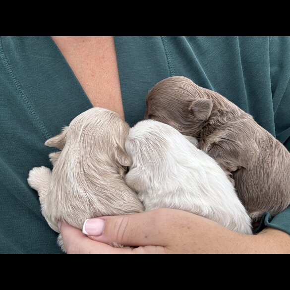 Shih Tzu - Both