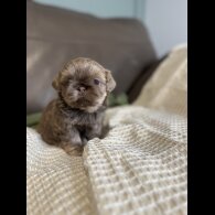 Shih Tzu - Both