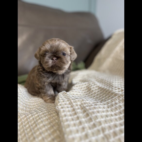 Shih Tzu - Both