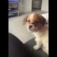 Mixed Breed - Bitches