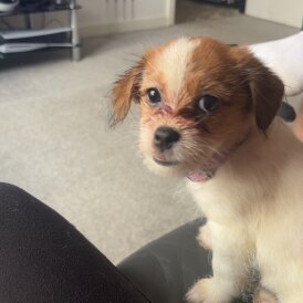 Mixed Breed - Bitches