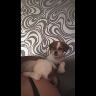 Mixed Breed - Bitches