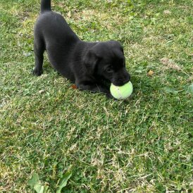 Labrador Retriever - Dogs