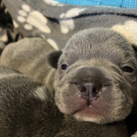 French Bulldog - Bitches