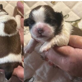 Shih Tzu - Dogs