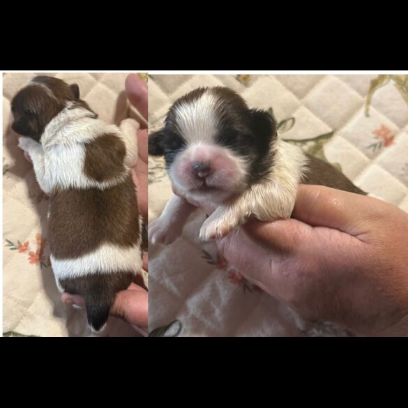 Shih Tzu - Dogs
