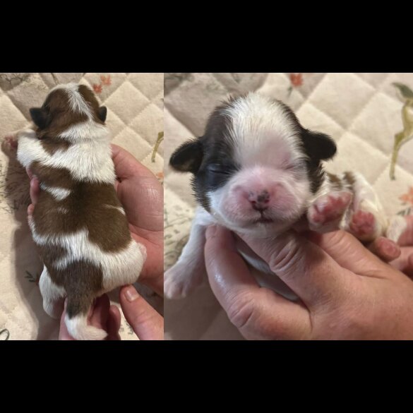 Shih Tzu - Dogs