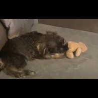 Miniature Schnauzer - Both