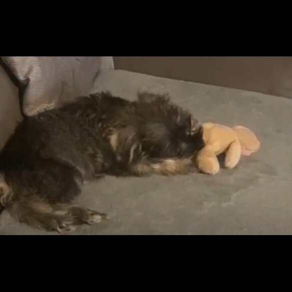 Miniature Schnauzer - Both