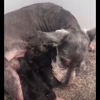 Miniature Schnauzer - Both