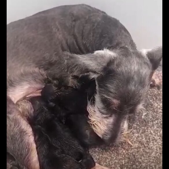 Miniature Schnauzer - Both