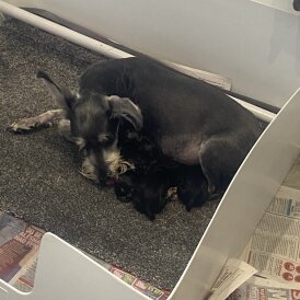 Miniature Schnauzer - Both