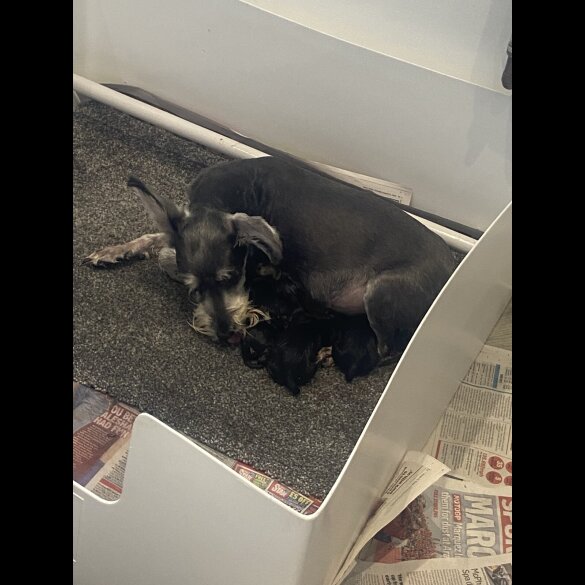 Miniature Schnauzer - Both