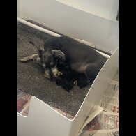 Miniature Schnauzer - Both