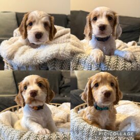 Cocker Spaniel (Working &amp; Show) - Both
