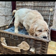 Golden Retriever - Dogs