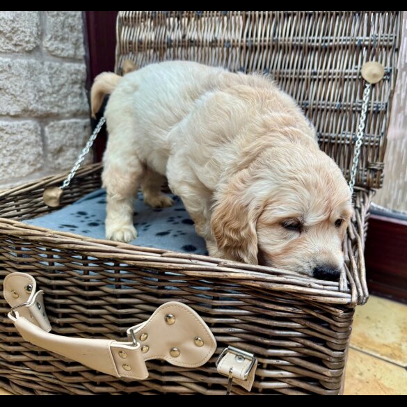 Golden Retriever - Dogs