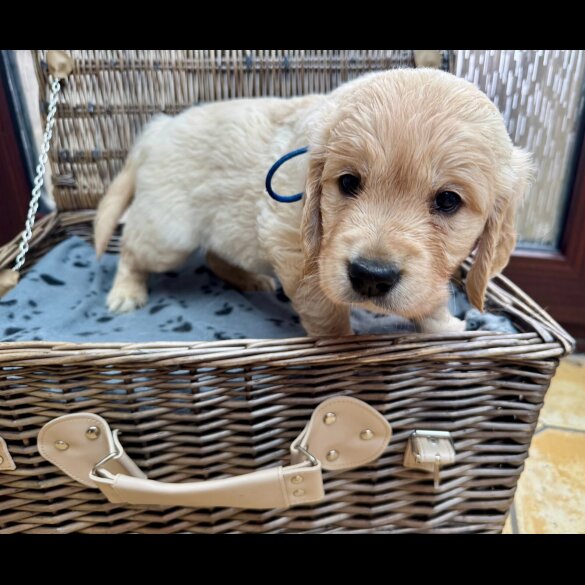 Golden Retriever - Dogs