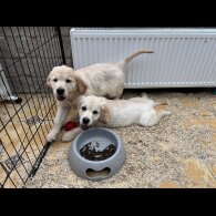 Golden Retriever - Dogs