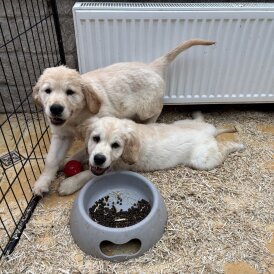 Golden Retriever - Dogs