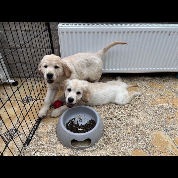 Golden Retriever - Dogs