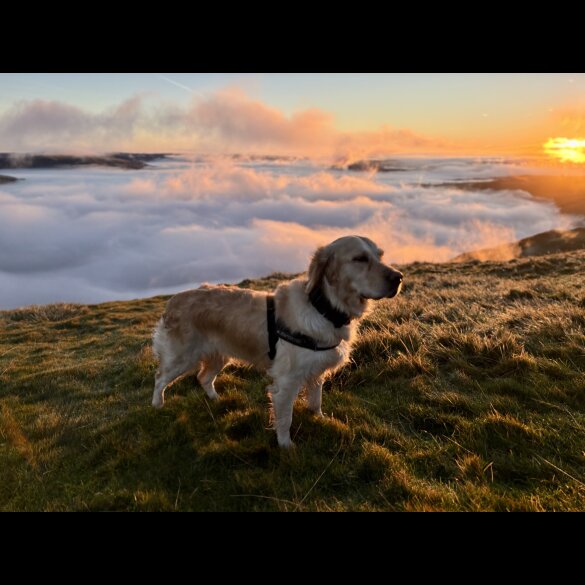 Golden Retriever - Dogs