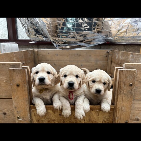 Golden Retriever - Dogs