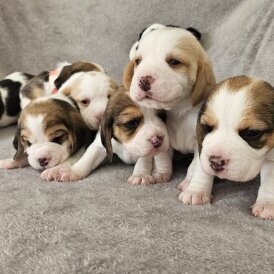 Beagle - Both