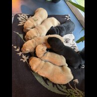 Labrador Retriever - Both
