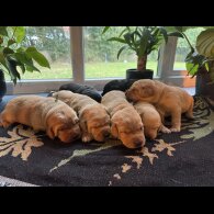 Labrador Retriever - Both