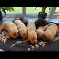 Labrador Retriever - Both