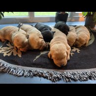 Labrador Retriever - Both