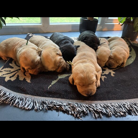 Labrador Retriever - Both