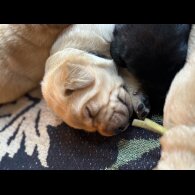 Labrador Retriever - Both