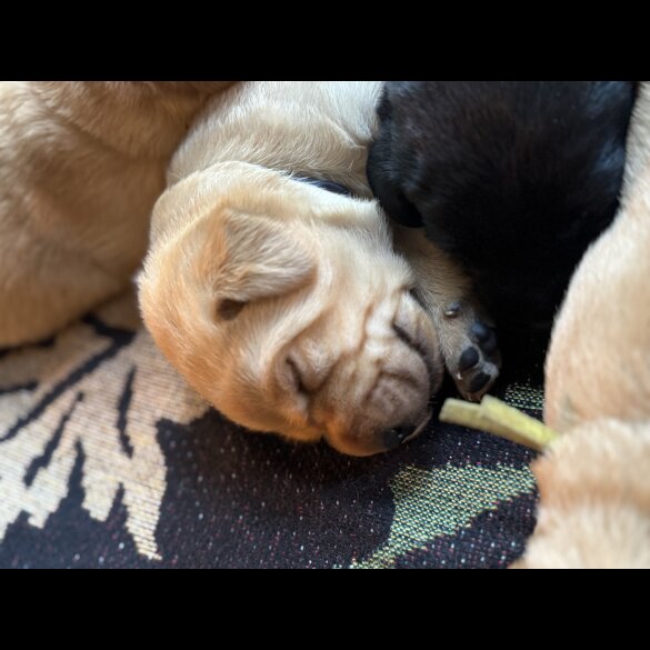 Labrador Retriever - Both