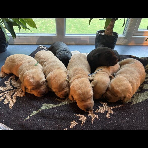 Labrador Retriever - Both