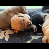 Labrador Retriever - Both