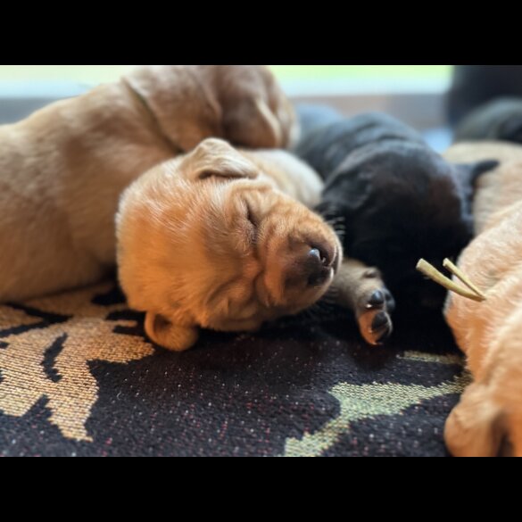 Labrador Retriever - Both
