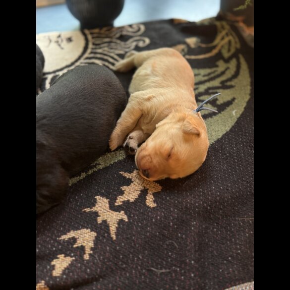 Labrador Retriever - Both