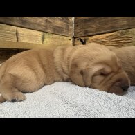 Labrador Retriever - Both