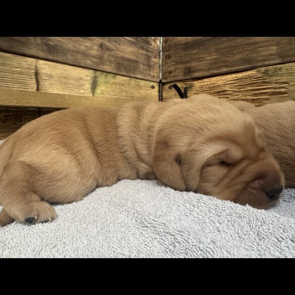Labrador Retriever - Both