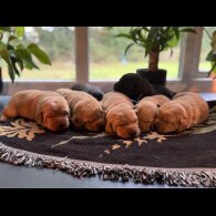 Labrador Retriever - Both