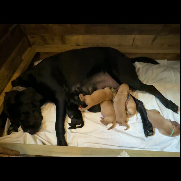 Labrador Retriever - Both